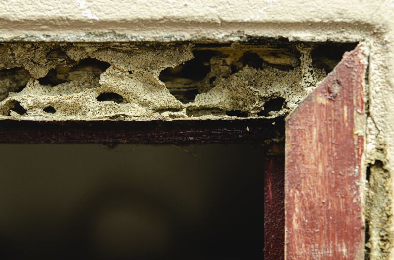 Dry Rot Repair in Littleton, CO