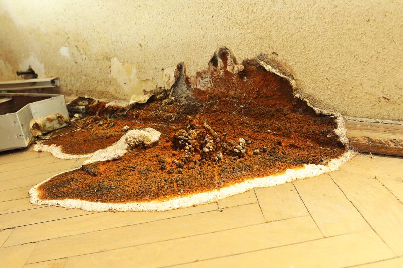 Rot Repair Service in Longmont, CO