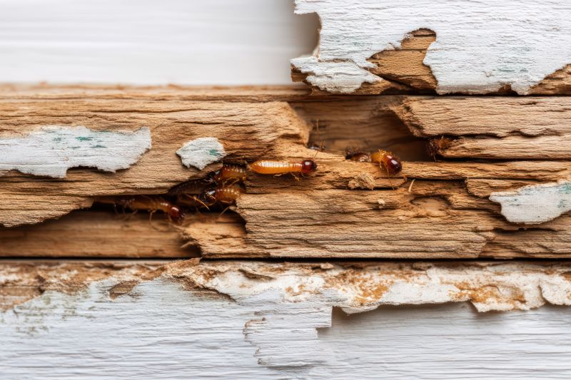 Termite Damage Repair Service in Littleton, CO