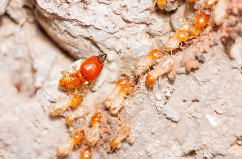 Termite Damage Repair Service in Denver, CO