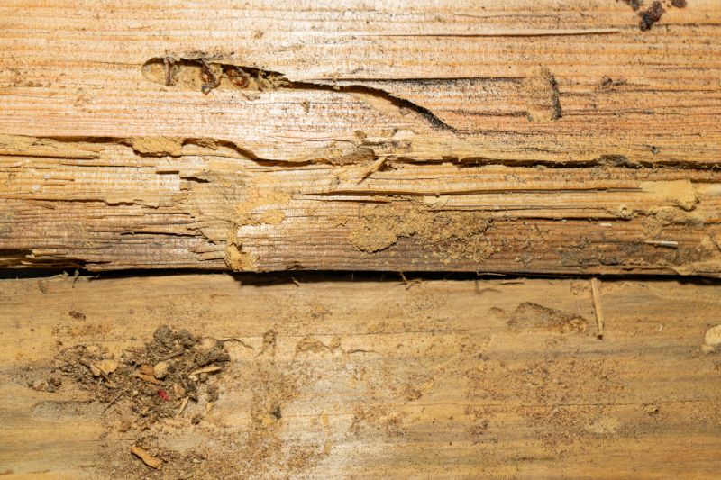 Termite Damage Restoration in Littleton, CO