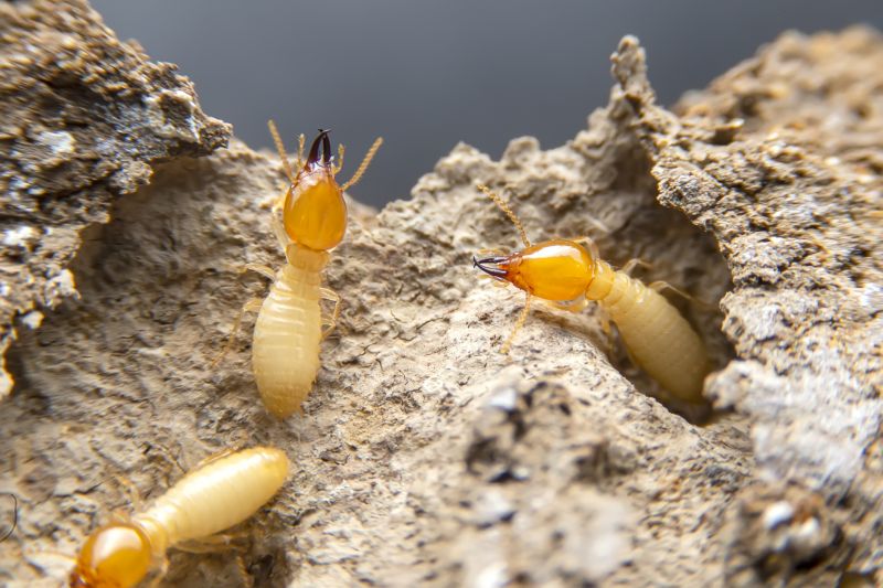 Termite Damage Restoration in Kansas City, MO