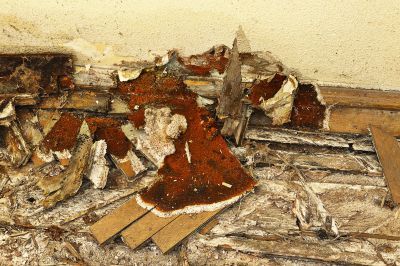 Wood Decay Removal in Denver County, CO