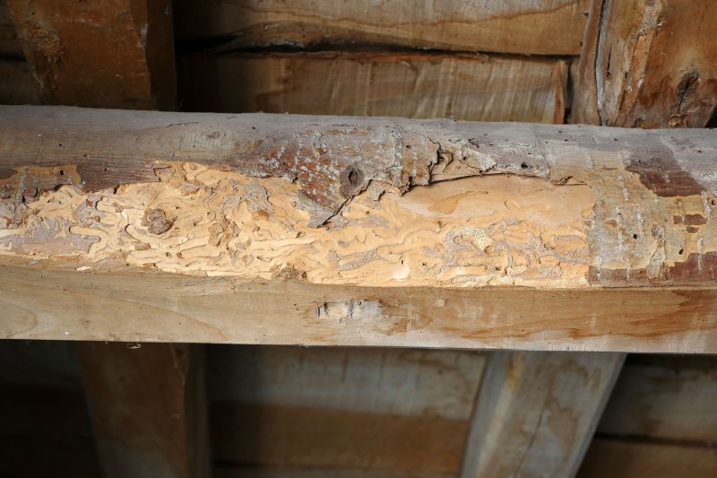 Wood Decay Removal in Conroe, TX