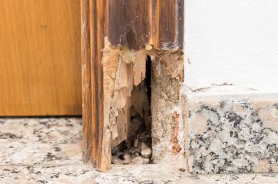 Wood Rot Removal in Longmont, CO